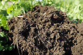 Image result for biologically active soil
