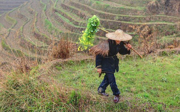 cg1.jpg chinese farmer