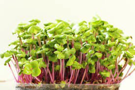 cg4.jpg baby greens