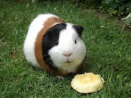 guinea pig d16.jpg