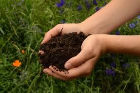 healthy soil