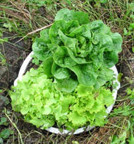 plants that make us healthy