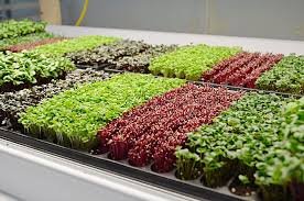 microgreens.jpg