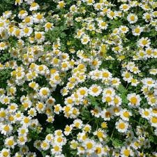 Image result for pyrethrum daisy
